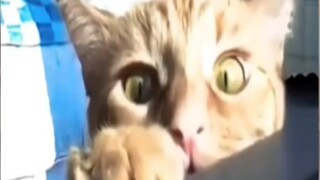 Cats stray into the camera while working