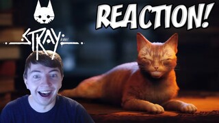 Stray Gameplay Trailer Reaction - Stray Release Date!