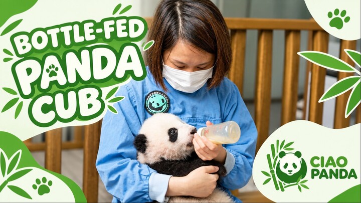 Giant panda cub being bottle-fed