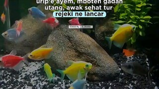 urip ayem