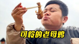男孩误伤老母鸡，便发誓要护它一生，但结局还是悲剧了