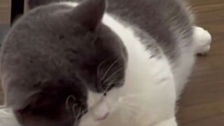 你家的床大不在，一只喵睡怕不怕