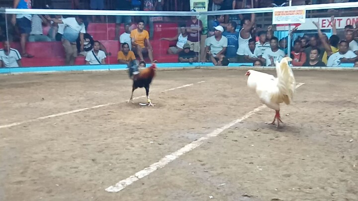 3stag/cock derby march 21,2024@catanduanes