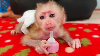 Obedient Monkey Luca plays with the pacifier very manners while waiting for Mom to mix milk