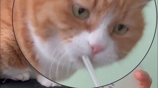 A true lady cat's grace is keeping a smile for a minute even when her paw gets hooked by the chair (