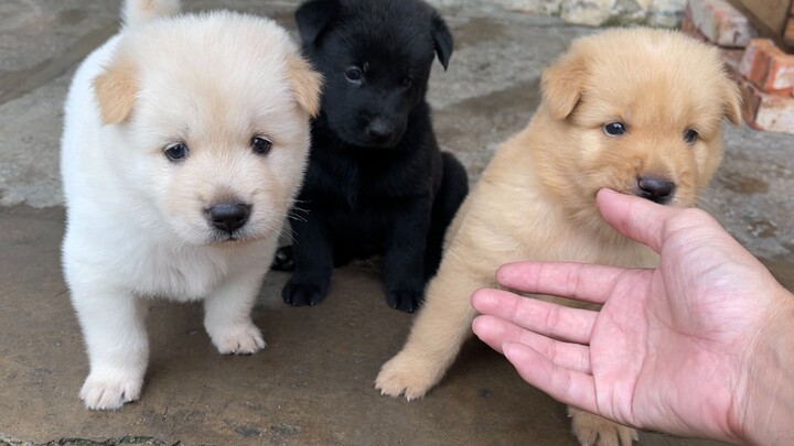 The three puppies are one month old, looking cuter and cuter, and have already started learning to e