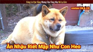 Chú Chó Shiba này lập kỉ lục Béo nhất Hàn Quốc với cân nặng bất ngờ | Review Con Người Và Cuộc Sống