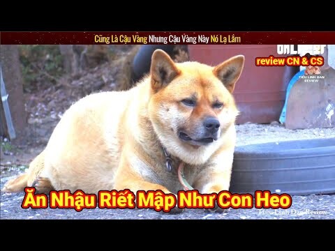 Chú Chó Shiba này lập kỉ lục Béo nhất Hàn Quốc với cân nặng bất ngờ | Review Con Người Và Cuộc Sống