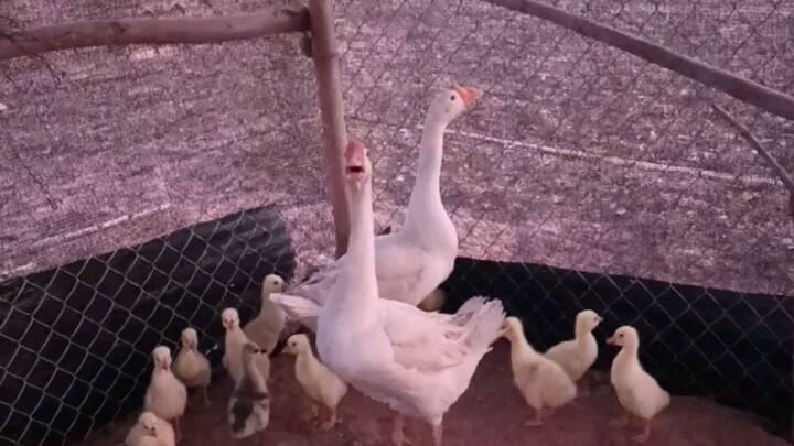 ห่านจีน