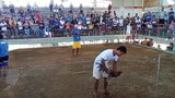 4 Cock derby 1st fyt WIN(Boston Roundhead)