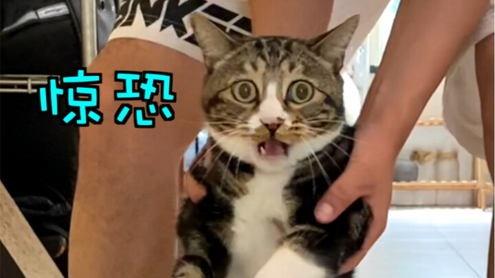 كيف تجعل قطة تخاف من الماء تأخذ حمامًا طواعية؟ | “يو يو قطة بس”