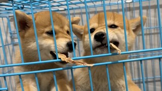 《Tiến độ 3.0 của trại chó Đại Hạ Truyền thông, hé lộ thành viên mới, 16800!》