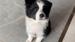 Binatang|Anak Anjing Border Collie