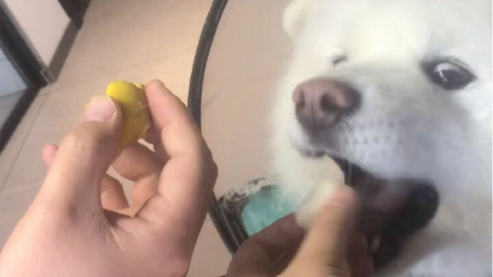 Samoyed: Only kids have to choose— I want it all!