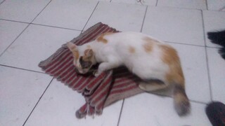 kucing senang dapat tikus
