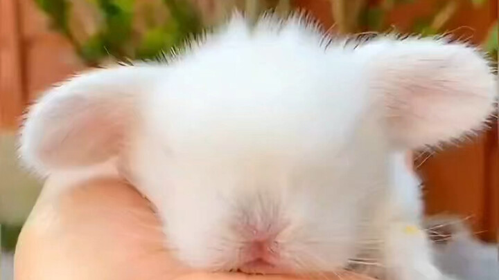 Cewek cantik dari luar negeri tadinya ingin memelihara seekor kelinci putih kecil sebagai hewan peli