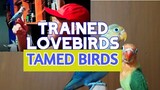 TRAINED Lovebirds | TAMED Birds