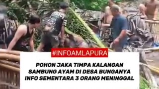 Pohon Aren timpa tempat sabung ayam 3 orang tewas