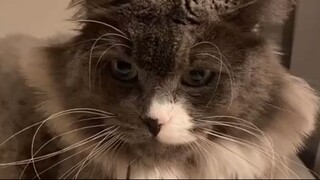 Натали Гурманова - Ролики — короткие видео