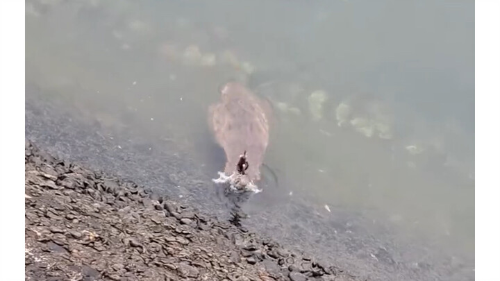 Fishing: I hooked a squid!