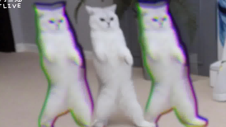 "Shadowflame Master" Dumb White! Single Item