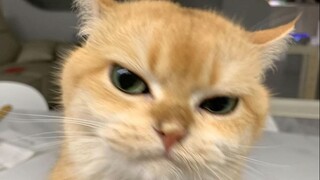 🐱 “ 𝑬 !” 🐱