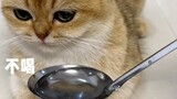 Tôi nên làm gì nếu mèo con không thích uống nước?