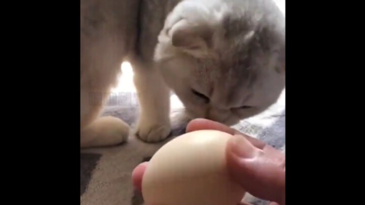 Kucing: Dasar kamu anjing beneran, kepala aku dipake buat ngetok telur!