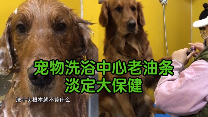 A veteran at the pet grooming salon: the Golden Retriever calmly enjoys a pampering session.