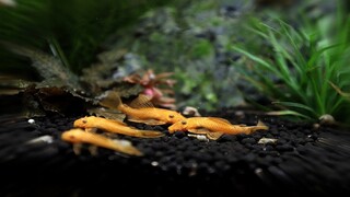 Super Red Bristle nose Plecos!