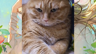 CUTE PET #น่ารัก&ตลก #5555+