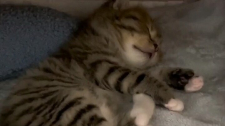 It smells like a kitten.