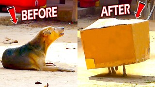 Best Funny Dog Prank Fail Inside BIG BOX - Must Watch Most Funny Comedy Video - Try To Stop Laugh