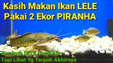LELE & PIRANHA - Kasih Makan Ikan LELE Pakai 2 Ekor PIRANHA