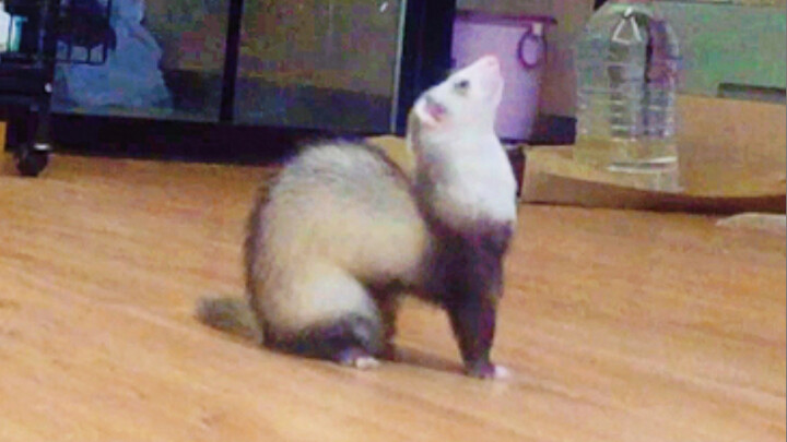 How eager is a ferret when it comes to eating?