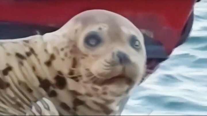 The Odysseus Of The Seal World