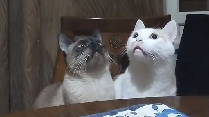 Cat: What?