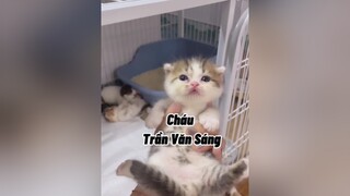 Cháu tên Sáng. Sáng trong Tươi Sáng 🥲🥲 mèo cute cat