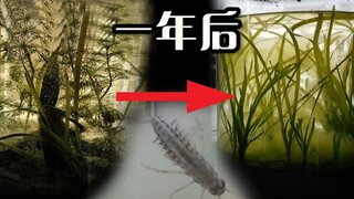 一瓶河水一年时间里自然演变出了一个生态系统