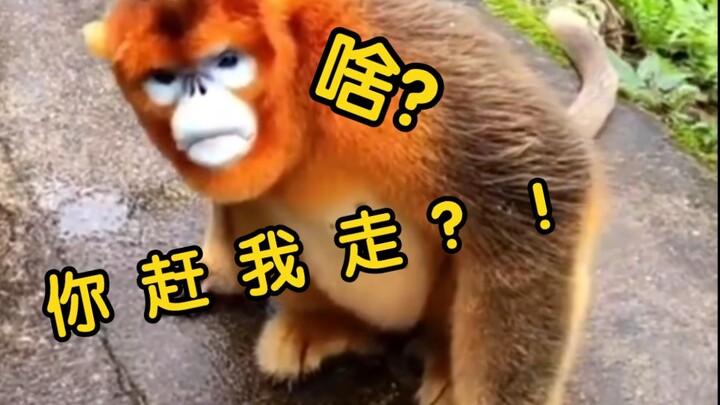 Tôi thấy con khỉ này (khỉ vàng) còn đẹp trai và thông minh, hiểu chuyện hơn cả khỉ ở núi Nga Mi