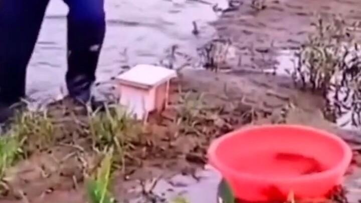 Carp Leaping into the Red Basin