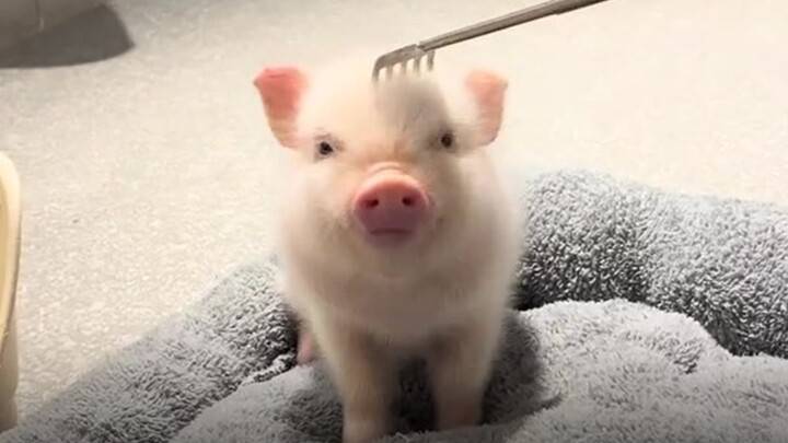 Babi mini yang wajahnya sangat mirip dengan temanmu!