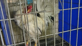 Hindi pinalad sa pangatlo sayang..pero binigay mo naman lahat salamat..
