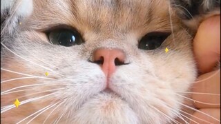 If you get a lucky kitten, good luck will come to you. Say to the kitten: Thank you, kitten!