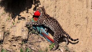 Predators vs Birds _ Lioness vs ostrich _ Amazing moments of Animals capturing B