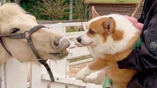 Ketika anak anjing yang mencolok pergi ke kebun binatang...