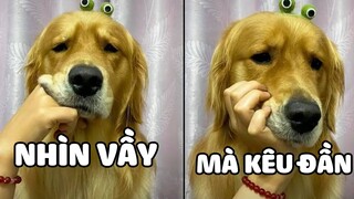 Gâu Đần Có Thông Minh Không ? Hay Thật Sự Bị Đần, Xem Sẽ Biết 😂 | Yêu Lu