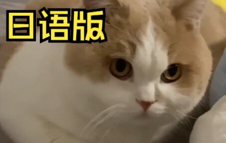 Kucing-kucing aneh, tapi dalam bahasa Jepang
