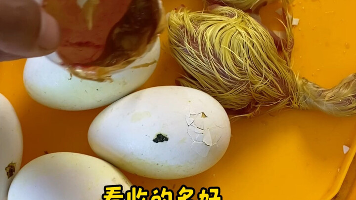 Anak Angsa Kecil Menetas