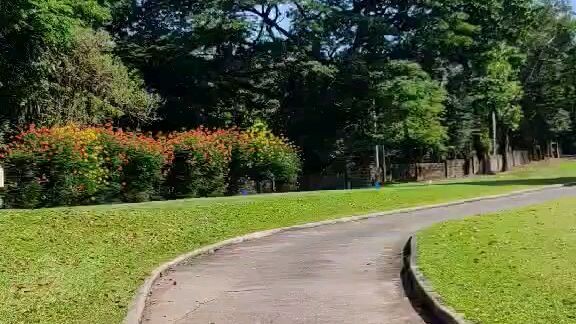 di na nagpakita mga ibon dito sa bahay
